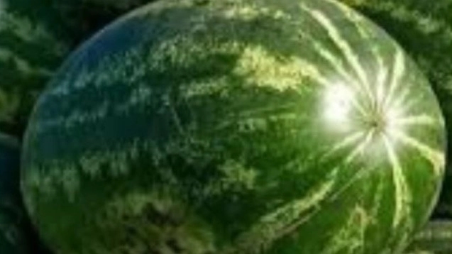 سوپر هندوانه صادراتی؛ تحلیل دقیق بازار هدف و قیمت‌گذاری رقابتی در صنایع غذایی دادنام