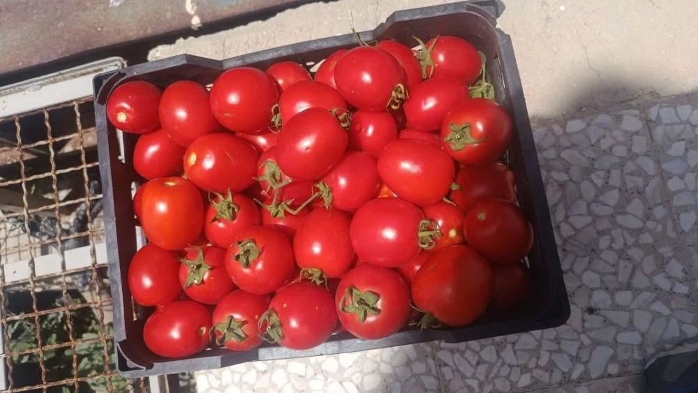 صادرات گوجه برای بازارهای بین‌المللی