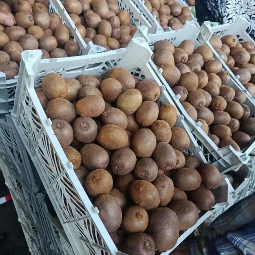 کیوی صادراتی
