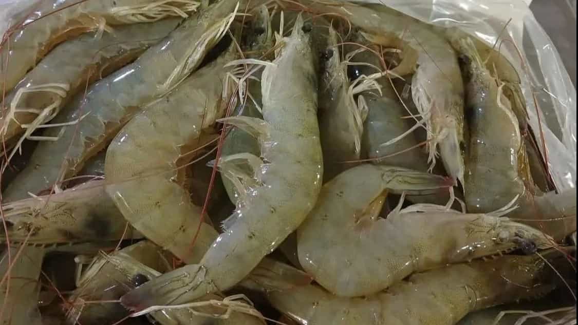 صادرات میگو با تضمین زنجیره سرد تا مقصد
