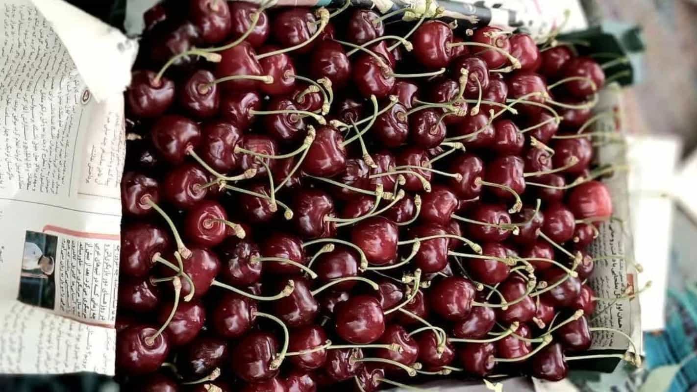 صادرات گیلاس به مشتریان عمده خارجی از خوزستان