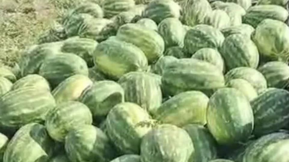 صادرات صیفی‌جات با کیفیت صنایع غذایی دادنام