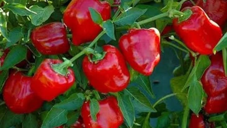 صادرات صیفی‌جات